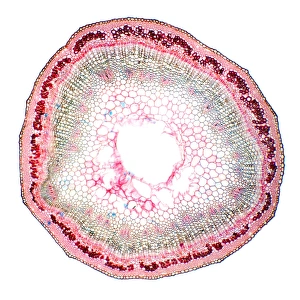 Flax Plant Stem Micrograph Print