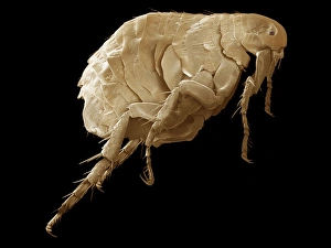 Prints of Flea. Coloured scanning electron micrograph (SEM) of a flea (order Siphonaptera) found on a maned wolf (Chrysocyon brachyurus). The flea has powerful legs adapted for jumping Images Dated 2006 October: SEM Print of a Flea on a Maned Wolf