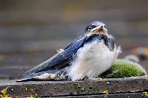 Hirundo Rustica Images Prints: Fledgling swallow