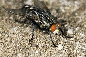 Insect Feeding Habits Prints: Flesh fly