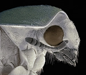 Scanning Electron Micrograph SEM Images Prints: Flour beetle, SEM