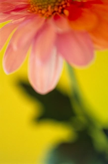 Detailed Flower Photography Prints: Flower