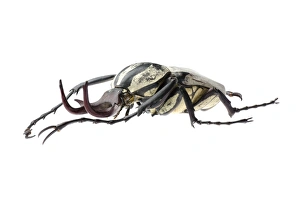 Beetle Images Prints: Flower beetle