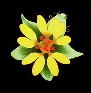 Flower of the chickweed Flower of the chickweed