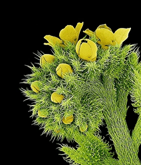 Scanning Electron Microscope Photos Prints: Flowers, SEM