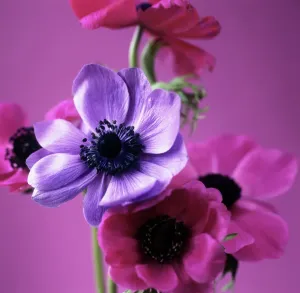 Prints of Anemone flowers (Anemone sp.) Botanical Prints: Anemone Flower Print