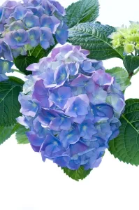 Hydrangea macrophylla Print