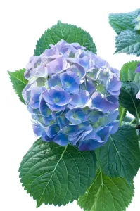 Hydrangea macrophylla Print