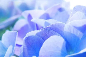 Flower Prints: Hydrangea macrophylla Flower Petal Print