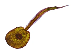 Light Micrograph Images Prints: Fluke larva, light micrograph