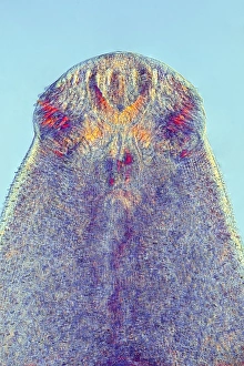 Light Micrograph Images Prints: Fluke worm, light micrograph