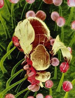 Fly caught by a sundew plant Fly caught by a sundew plant