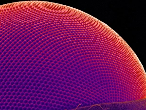 Scanning Electron Microscope Images Prints: Fly compound eye, SEM