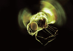 Compound Eye Insect Prints: Fly in flight, computer artwork