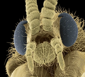 Insect Antennae Structure Prints: Fly head, SEM