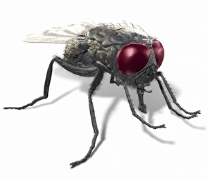 Invertebrate Animal Pictures Prints: Fly