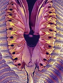 Fly proboscis Print, SEM