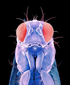 Insect Mouthparts SEM Prints: Fly, SEM C015 / 8079