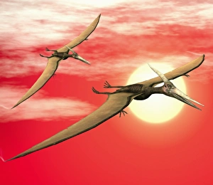 Late Cretaceous Period Prints: Flying pteranodons
