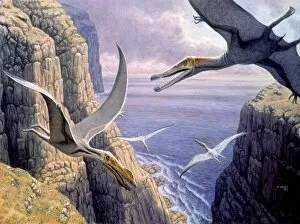 Pre History Collection: Flying pterosaurs
