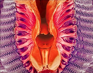 Insect Mouthparts SEM Prints: Flys proboscis, SEM