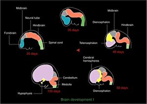 Images Dated 1st February 2011: Foetal brain development print