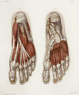 Foot anatomy, 19th Century illustration Foot anatomy, 19th Century illustration