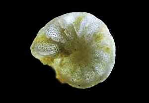 Light Micrograph Prints: Foraminiferan, light micrograph