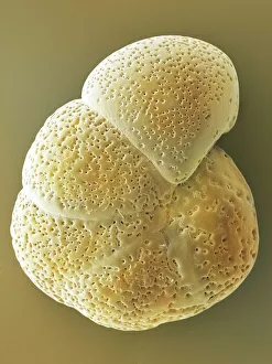Images Dated 2012 May: Foraminiferan Test SEM Print