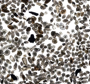 Prints of Foraminiferan tests (shells), macrophotograph. Species seen here include Bulimina gibba, Elphidium crispum, E. articulatum, Lagena sulcata, and Miliolinella circularis Images Dated 2007 February: Foraminiferan Test Print, Macrophotograph
