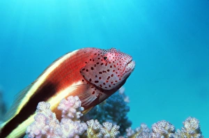 Prints of Forsters hawkfish (Paracirrhites forsteri). It is also known as a freckled, or blackside, hawkfish Images Dated 2003 September: Forster's Hawkfish Print, 20cm length