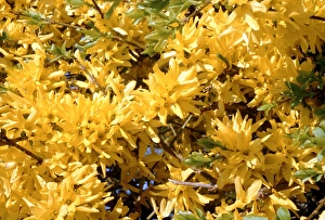 North Berwick Scotland Prints: Forsythia intermedia