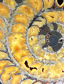 Devonian Period Fossils Prints: Fossil ammonite