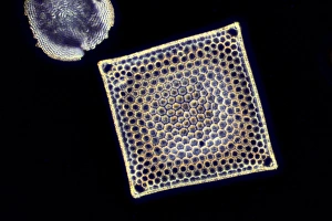 Framed Print : Fossil diatom print, darkfield illuminated light micrograph Framed Print : Fossil diatom print, darkfield illuminated light micrograph