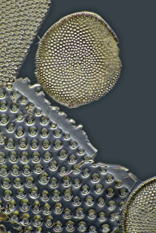 Fossil diatoms, light micrograph