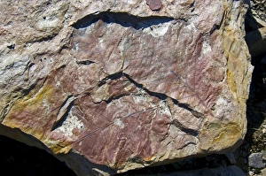 Fossilized Plant Life Prints: Fossil leaves