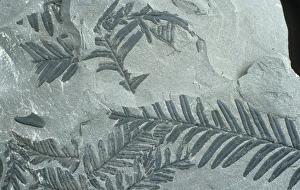 Fossil leaves of Alethorpteris lonchitidis Fossil leaves of Alethorpteris lonchitidis