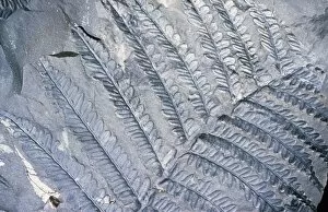 Images Dated 3rd February 2004: Fossil leaves of Neuropteris