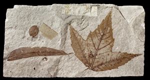 Images Dated 4th July 2013: Fossil Maple Leaf Print (Miocene, 5955)