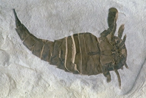 Fossil sea scorpion or Eurypterid Fossil sea scorpion or Eurypterid