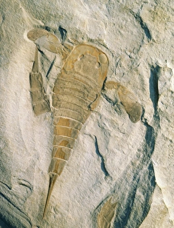 Fossil of a sea scorpion, Eurypterus remipes Fossil of a sea scorpion, Eurypterus remipes