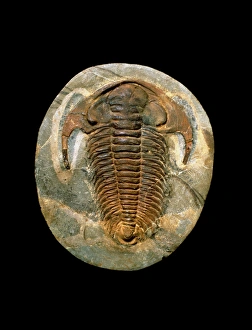 Fossil trilobite from the Cambrian period Fossil trilobite from the Cambrian period