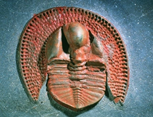 Fossil trilobite from the Ordovician period Fossil trilobite from the Ordovician period