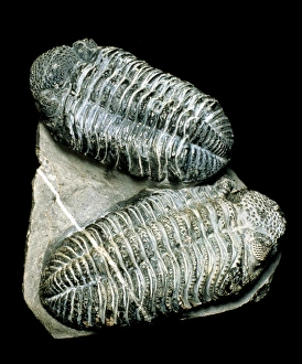 Two fossil trilobites from Devonian period Two fossil trilobites from Devonian period