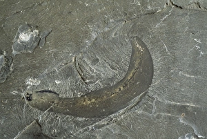 Burgess Shale Fossils Prints: Fossil worm