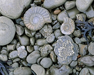 Fossilised ammonite shell among pebbles Fossilised ammonite shell among pebbles