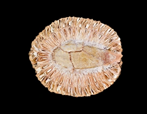 Fossilised cone of Araucaria sp. tree Fossilised cone of Araucaria sp. tree