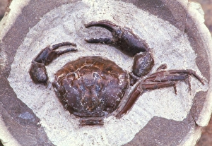 Fossilised crab in a mudstone deposit Fossilised crab in a mudstone deposit