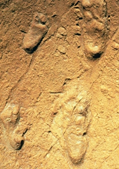 Fossilised hominid footprints from Laetoli Fossilised hominid footprints from Laetoli