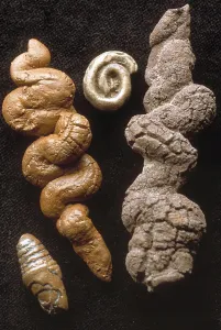 Fossilised turtle & fish dung Fossilised turtle & fish dung